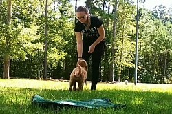Puppy training