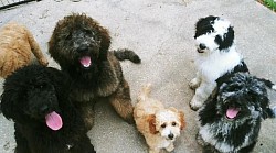 Puppies sit
