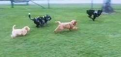 Puppies playing