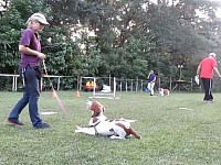 Dogs training methods