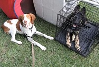 Puppy training