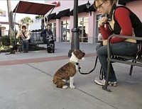 Puppy training