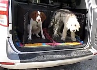 Puppy car crate
