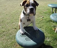 Puppy bulldog training