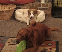 Puppy
