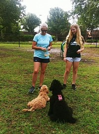 Puppy training