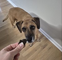 Puppy treat
