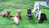 Puppy training