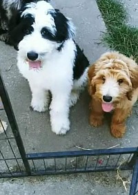 Puppy door gate