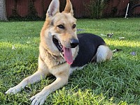 German shepherd outside