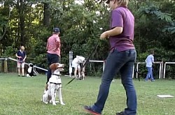 Puppy training
