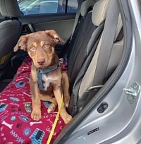 Dog trainer, dog training, summerville, south carolina, georgia, north carolina