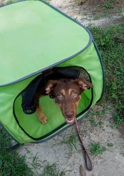 Dog training, party, boarding, labrador