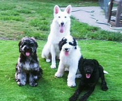 Dog trainer, south carolina, lowcountry