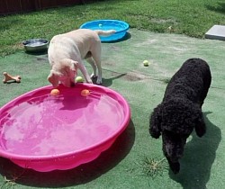 Dog trainer, dog training