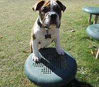 Playtime in the yard