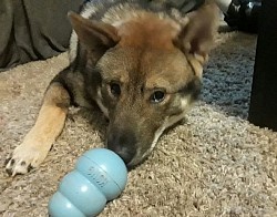 German shepherd training
