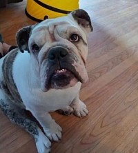 Labrador dog training