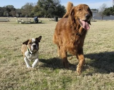 Dogs training methods