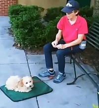 Dog trainer, doidle, puppy teaining, charleston, summerville, sc, south carolina