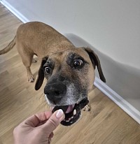 Puppy treat